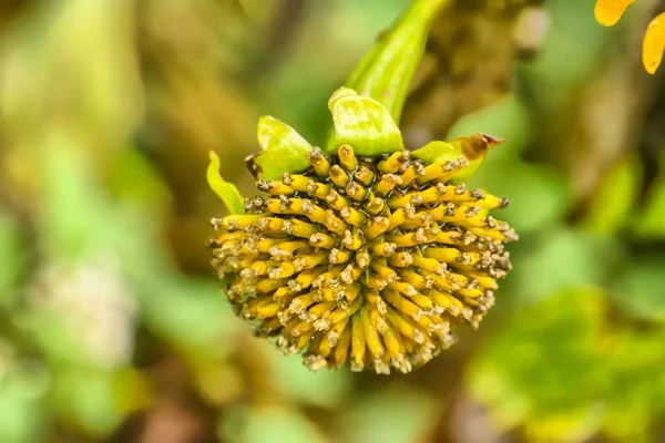 Eine Nahaufnahme Einer Melanthera Einem Garten Isoliert Auf Einem Unscharfen — Stockfoto