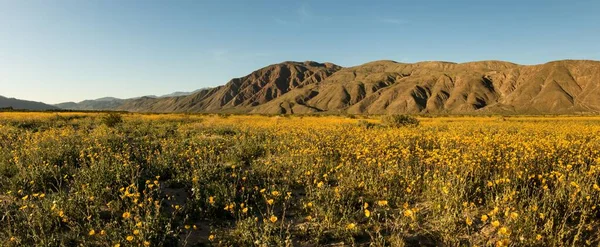 Las Flores Amarillas Que Crecen Campo Con Montañas Fondo — Foto de Stock