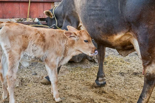 Calf His Mother Concept Rural Life — Stock Photo, Image