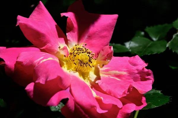 Ένα Κοντινό Πλάνο Ενός Ροζ Τριαντάφυλλου Που Ανθίζει Στον Κήπο — Φωτογραφία Αρχείου