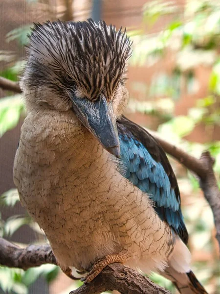 Pionowe Ujęcie Kookaburra Ptaszka Siedzącego Drzewie — Zdjęcie stockowe
