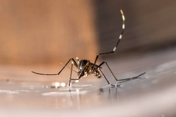 Азиатский Тигр Комар Aedes Albopictus Денге Зика Вектор Лихорадки Чикунгуньи — стоковое фото