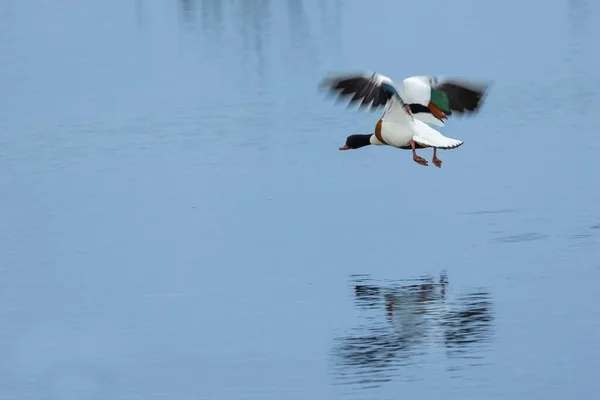 Primer Plano Shelduck Volando Sobre Lago — Foto de Stock