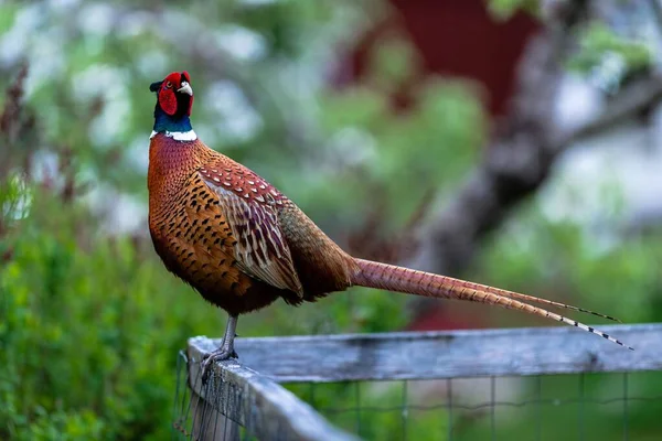 Closeup Shto Beautiful Pheasant Fence Green Area Background — Stock Photo, Image