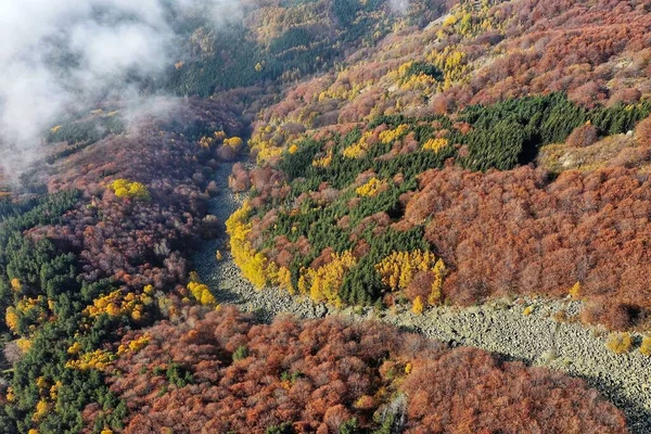 Een Luchtfoto Van Een Prachtig Bos Met Kleurrijke Bomen Herfst — Stockfoto