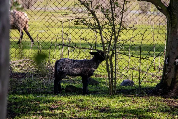 Bel Colpo Pecora Grigia Una Fattoria — Foto Stock