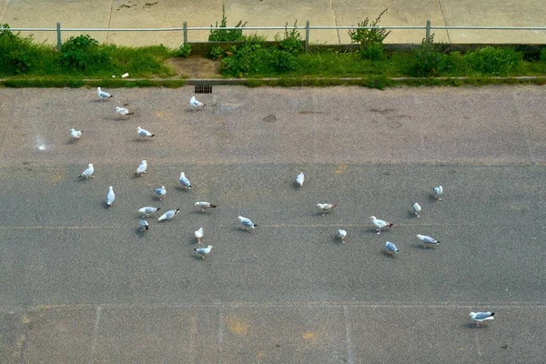 Top View Group Pigeons Ground Day Time Outdoors — Stock Photo, Image