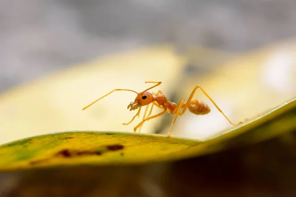 Yeşil Yapraklı Kırmızı Bir Karıncanın Makro Görüntüsü — Stok fotoğraf