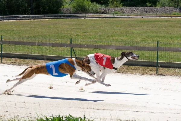 Dos Perros Galgos Compitiendo Una Competición Chatillon Palud Francia —  Fotos de Stock