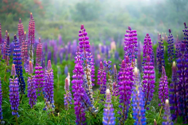 Flores Altramuz Florecientes Volcan Osorno Campo Lupine Lupinus Colorido Rosa — Foto de Stock