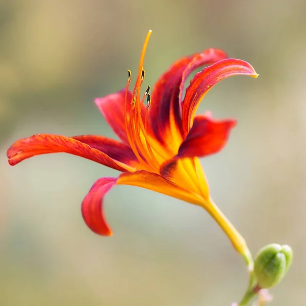 Zbliżenie Pomarańczowo Czerwonych Żółtych Lilii Kwiaty — Zdjęcie stockowe