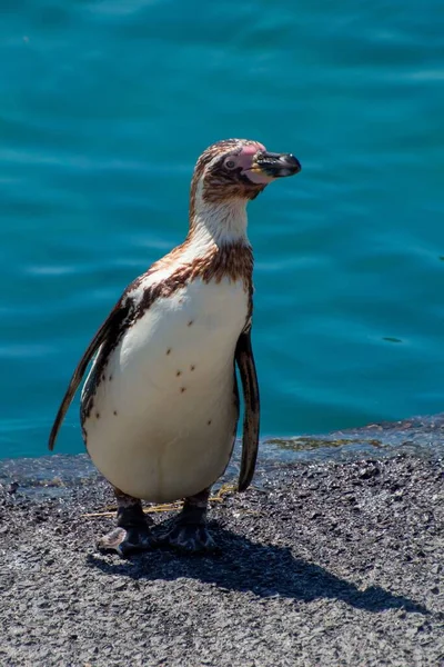 Вертикальный Снимок Пингвина Гумбольдта Птичьем Парке Виллар Домб Франции — стоковое фото