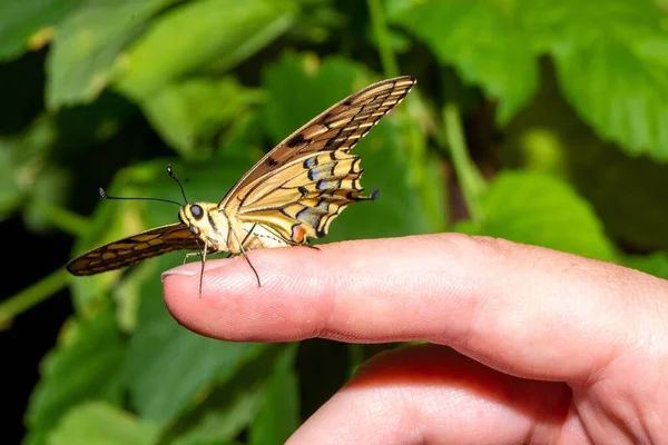 Old World Swallowtail Papilio Machaon Exotic Colorful Butterfly Finger Hand — Stock Photo, Image