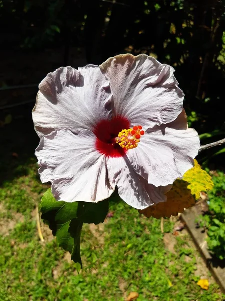 Floral Botânico Colorido Folhas Flores Natureza Harmonia Perfeita Tendência Para — Fotografia de Stock