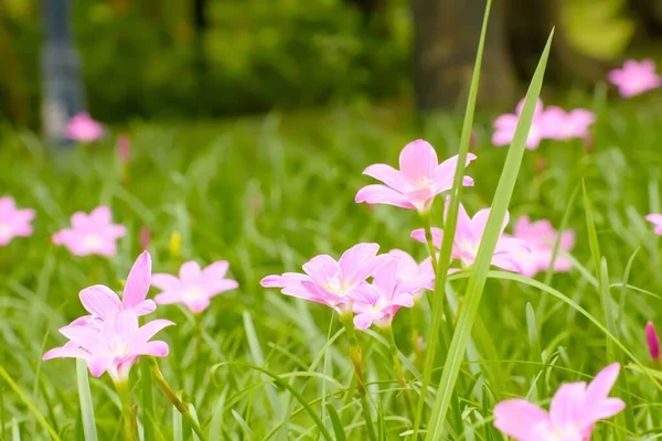 Yeşil çimenlerde yetişen pembe zephyranthes carinata yakın plan.