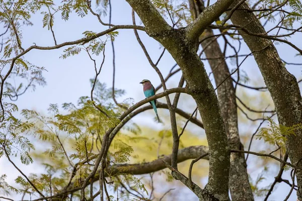 Low Angle View Lilac Breasted Roller Perching Tree Branch Blue — Stock Photo, Image