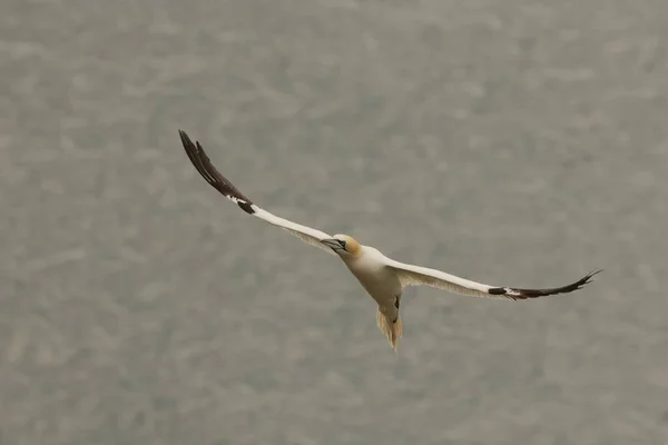 Een Selectieve Focusopname Van Een Gannet Die Zee Vliegt Flamborough — Stockfoto