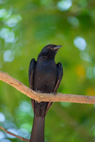 Ángulo Vertical Bajo Pájaro Drongo Sentado Una Rama Árbol —  Fotos de Stock