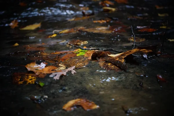 Zbliżenie Upadłych Jesiennych Liści Wodzie — Zdjęcie stockowe