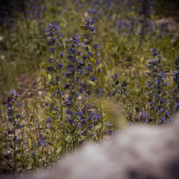 Flores Echium Vulgare Campo — Fotografia de Stock