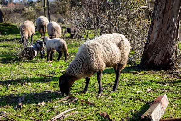 農場での灰色の羊の美しいショット — ストック写真