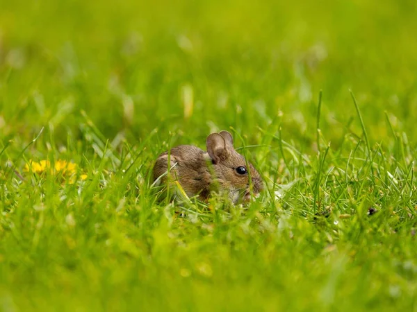 Närbild Trämus Grönt Gräs — Stockfoto