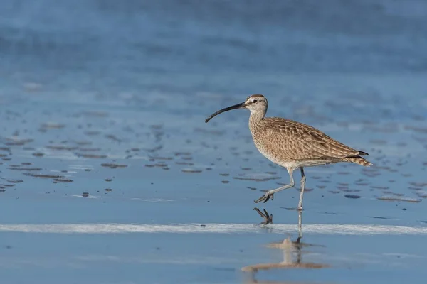 Långnäbbad Spov Numenius Americanus Fågel Promenader Stranden — Stockfoto