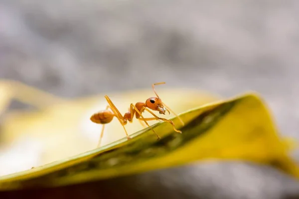 Gros Plan Fourmi Sur Feuille — Photo