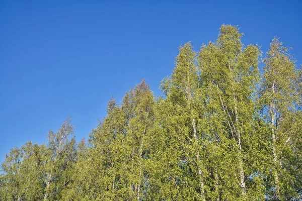 Low Angle View Green Leafy Birch Trees Blue Sky — Stock Photo, Image