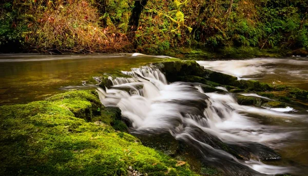 Landscape Rushing River Woods Vancouver Island — Stock Photo, Image