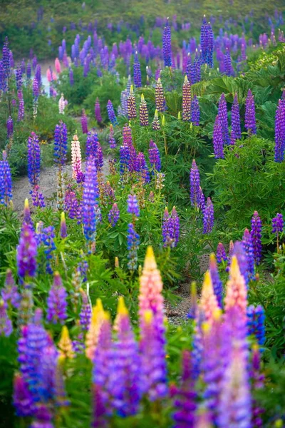 Fleurs Lupin Fleurs Volcan Osorno Champ Lupin Lupin Coloré Rose — Photo