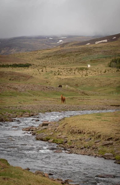 A herd of horses in the wild in Iceland