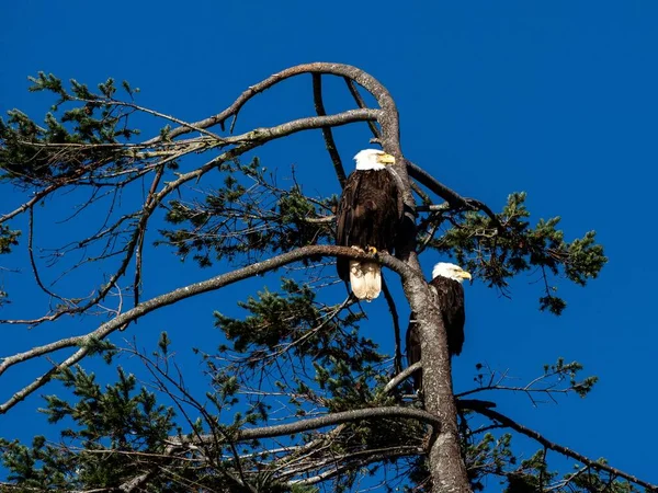 Närbild Två Skalliga Örnar Sitter Vind Svep Träd Klarblå Himmel — Stockfoto