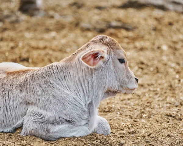 Adorable Calf Meadow Resting Concept Rural Farm Life — Stock Photo, Image