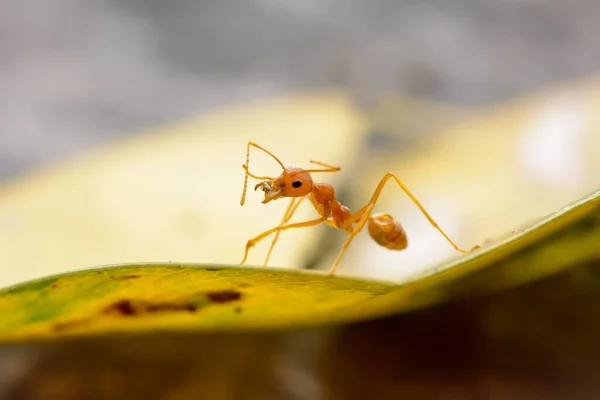 葉の上のオレンジ色のアリのクローズアップ — ストック写真