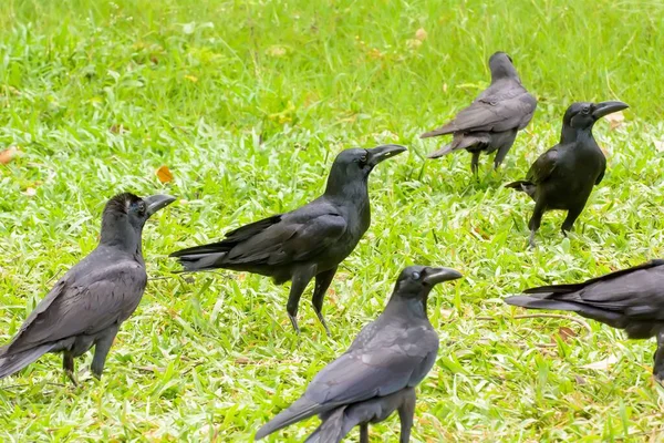 Close Shot Bunch Crows Lawn Park Day — Stock Photo, Image
