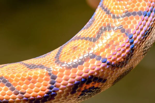 Primo Piano Serpente Arcobaleno Sullo Sfondo Sfocato — Foto Stock