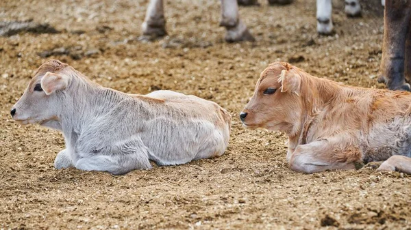 Adorable Calf Meadow Resting Concept Rural Farm Life — Stock Photo, Image