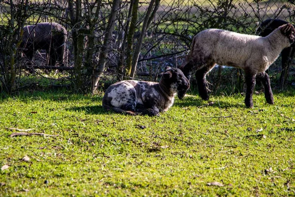 农场里一帧漂亮的灰绵羊 — 图库照片