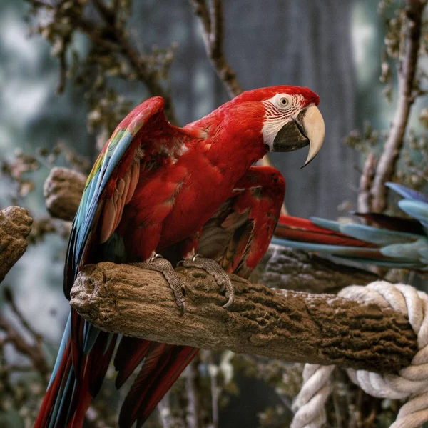 Uma Arara Empoleirada Galho Árvore — Fotografia de Stock