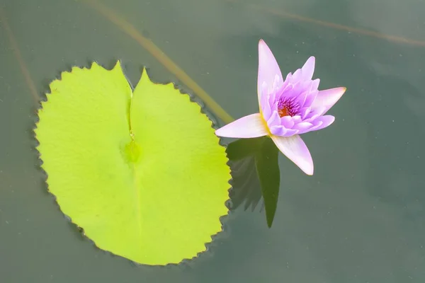 水塘中生长的粉红莲花的特写 佛教的象征 — 图库照片