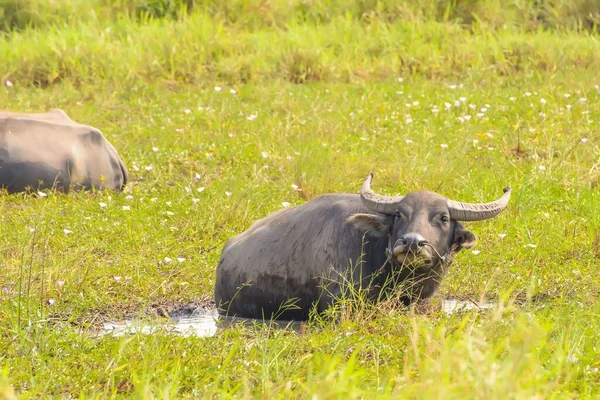 緑のフィールドの水牛 — ストック写真