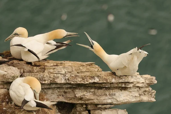 Selective Focus Shot Gannets Standing Rock Sea Background Flamborough Head — Stock Photo, Image