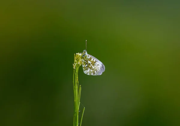 Shallow Focus Orange Tip Butterfly Perched Green Plant — Stock Photo, Image