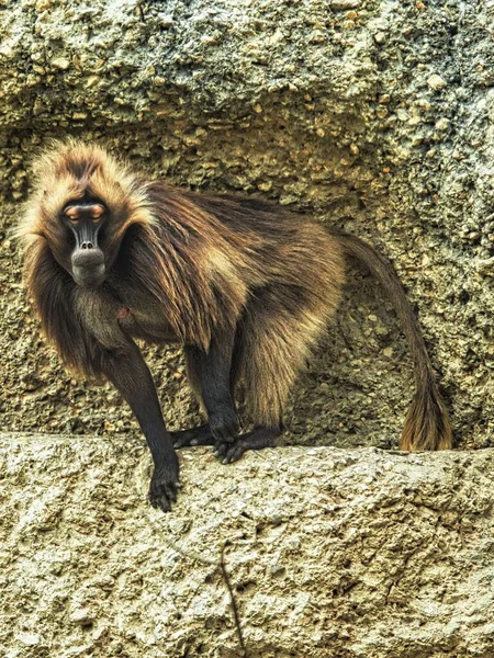 Sebuah Gambar Vertikal Dari Gelada Baboon Kebun Binatang Pada Siang — Stok Foto