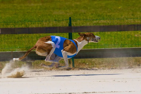 Cão Galgo Húngaro Competindo Uma Competição Chatillon Palud França — Fotografia de Stock