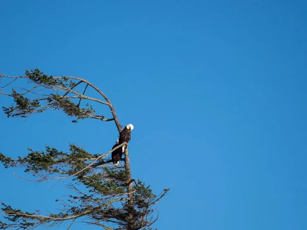 Closeup Two Bald Eagles Sitting Wind Sweep Tree Bright Blue — Stock Photo, Image