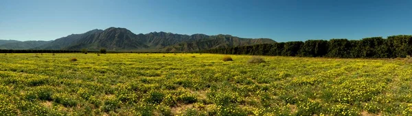 Bloemen Een Veld Met Bergen Een Backgroud — Stockfoto