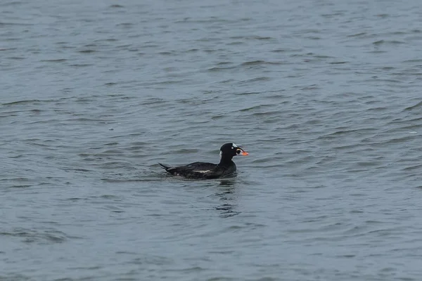 Surf Scoter, Melanitta perspicillata, duck swimming on a wave in the Pacific ocean