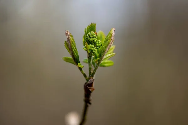 Bulanık Arka Planda Yeşil Yapraklı Bir Ağaç Filizi — Stok fotoğraf